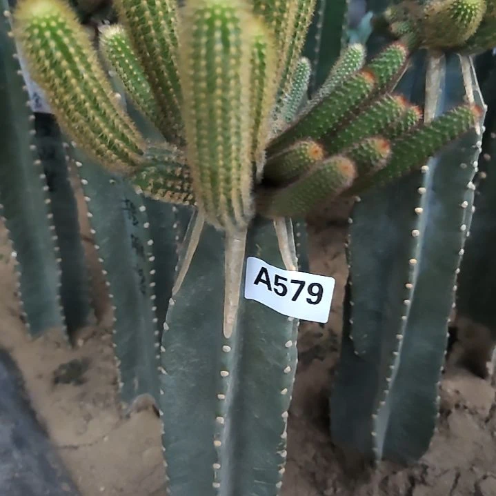 芳***院量天尺金妞1个579