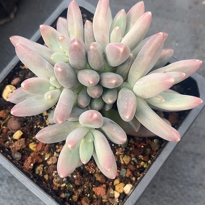 欧若拉美人特价多肉