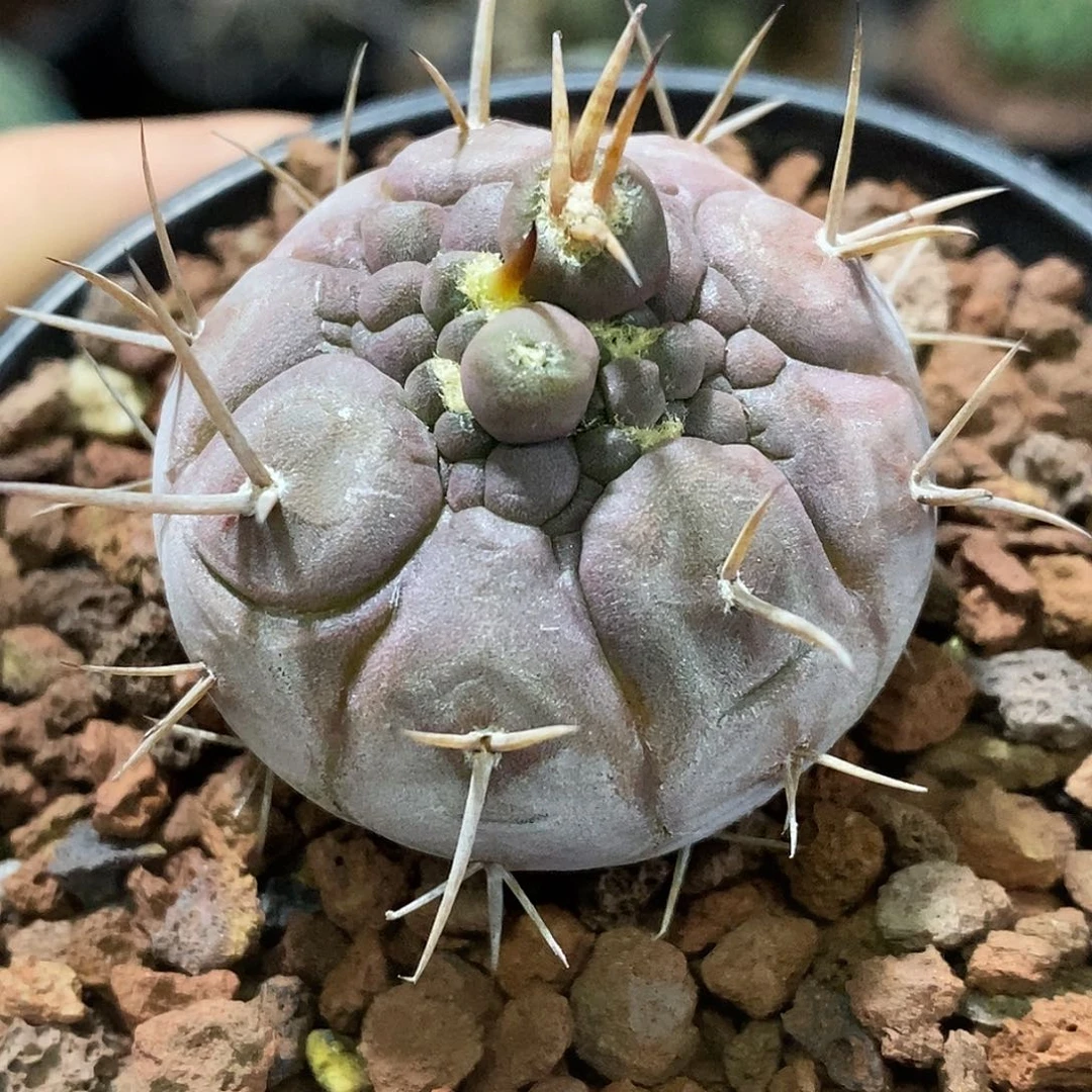 孤品实生特选株稀有变异守金摩天龙石化