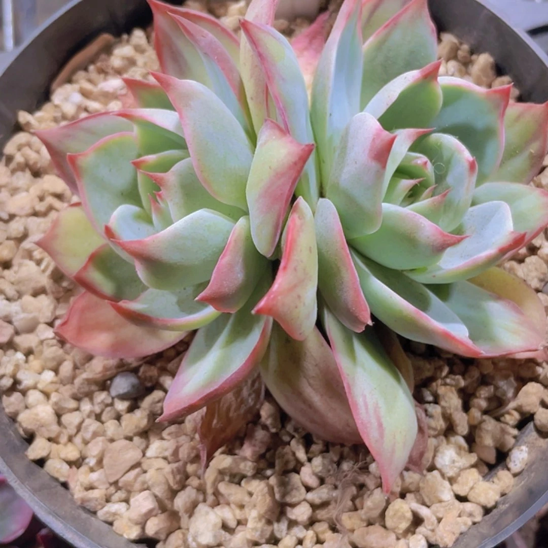 @惊鸿仙子e091一物一拍