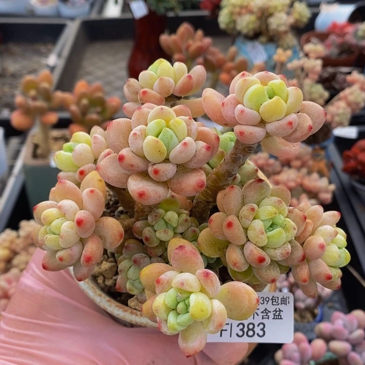 樱花罗琦老桩10cm383多肉