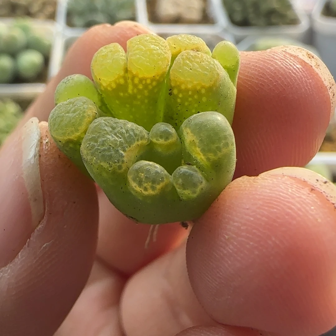 7400 大白多肉植物园