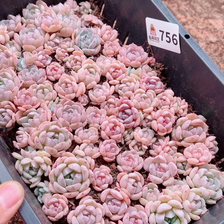 L***D多肉植物多肉植物