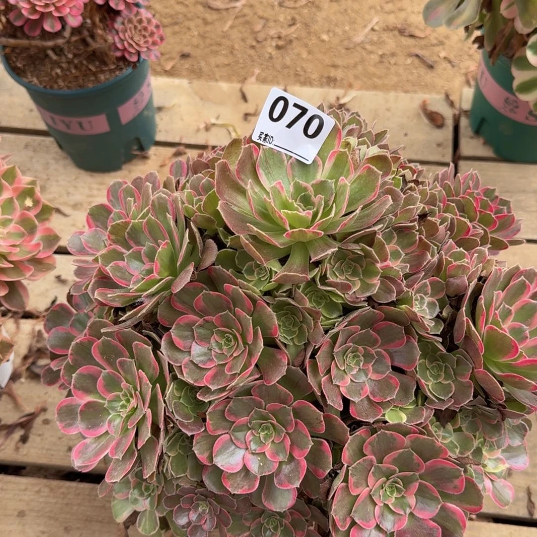 灔***篍070安娜多肉植物
