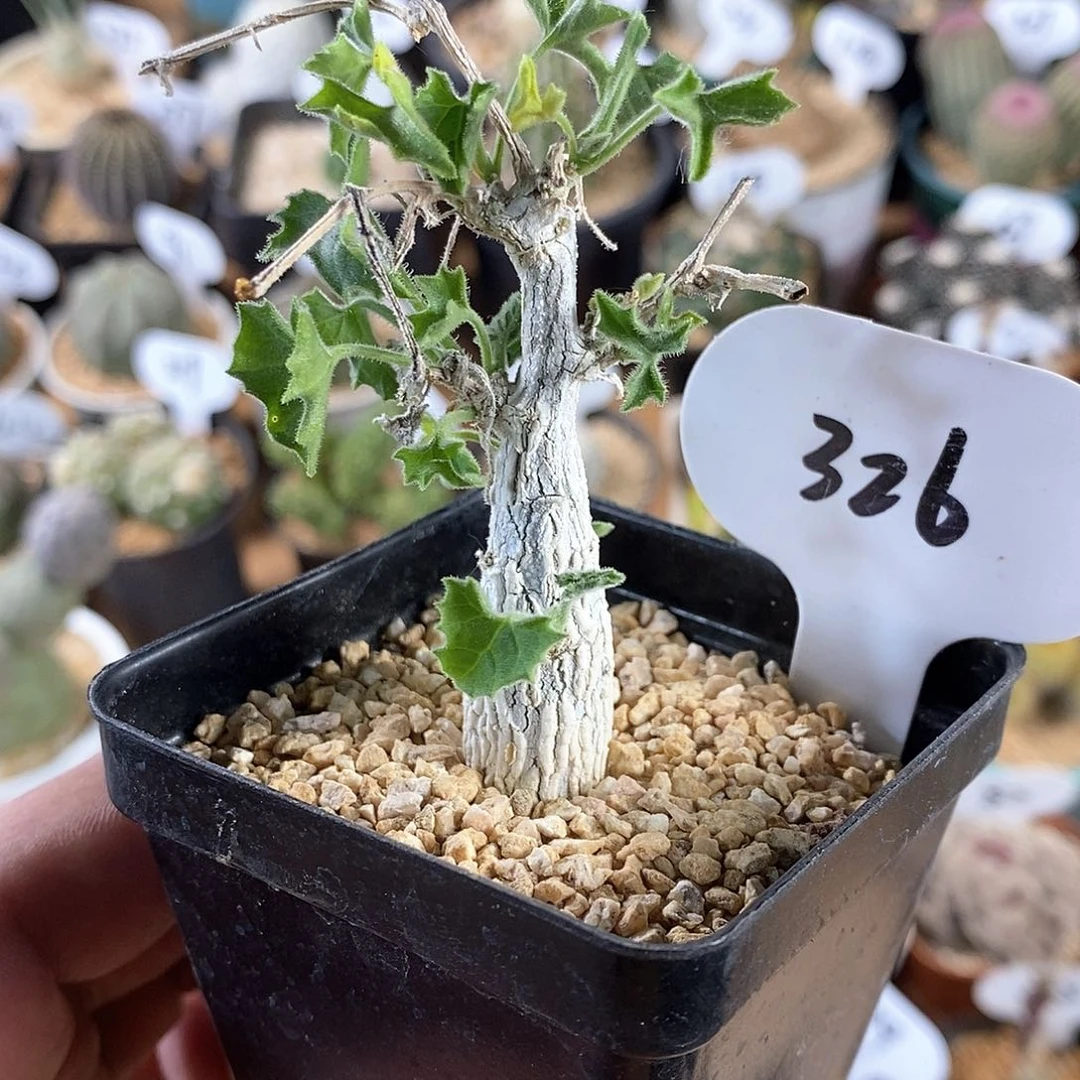 白皮冰丝葫芦326号