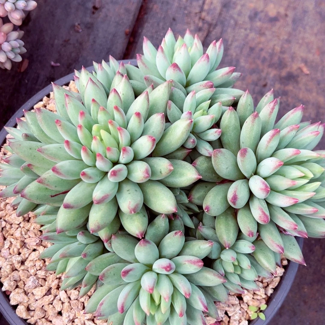 二代虞美人发货的。