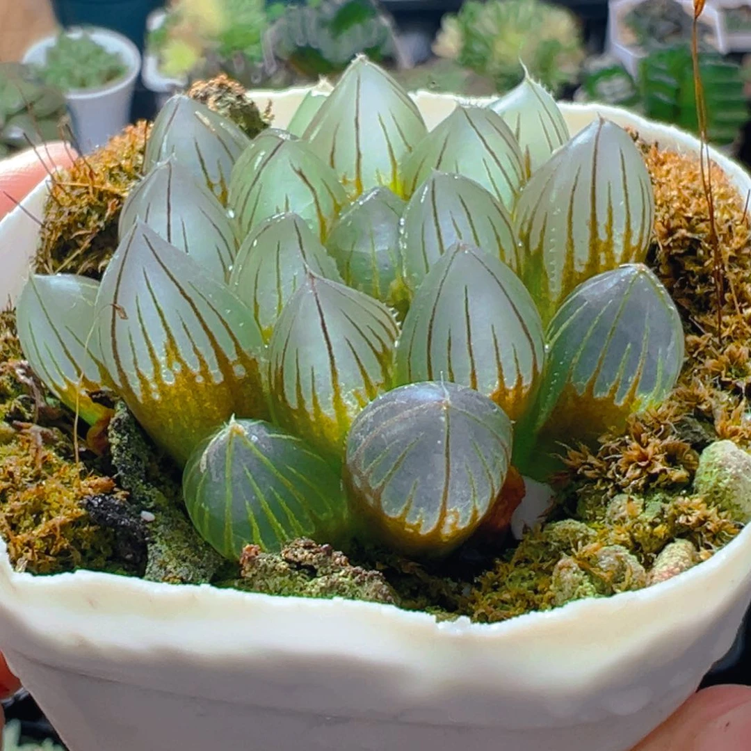 粉爪爪玉露多肉多肉一颗