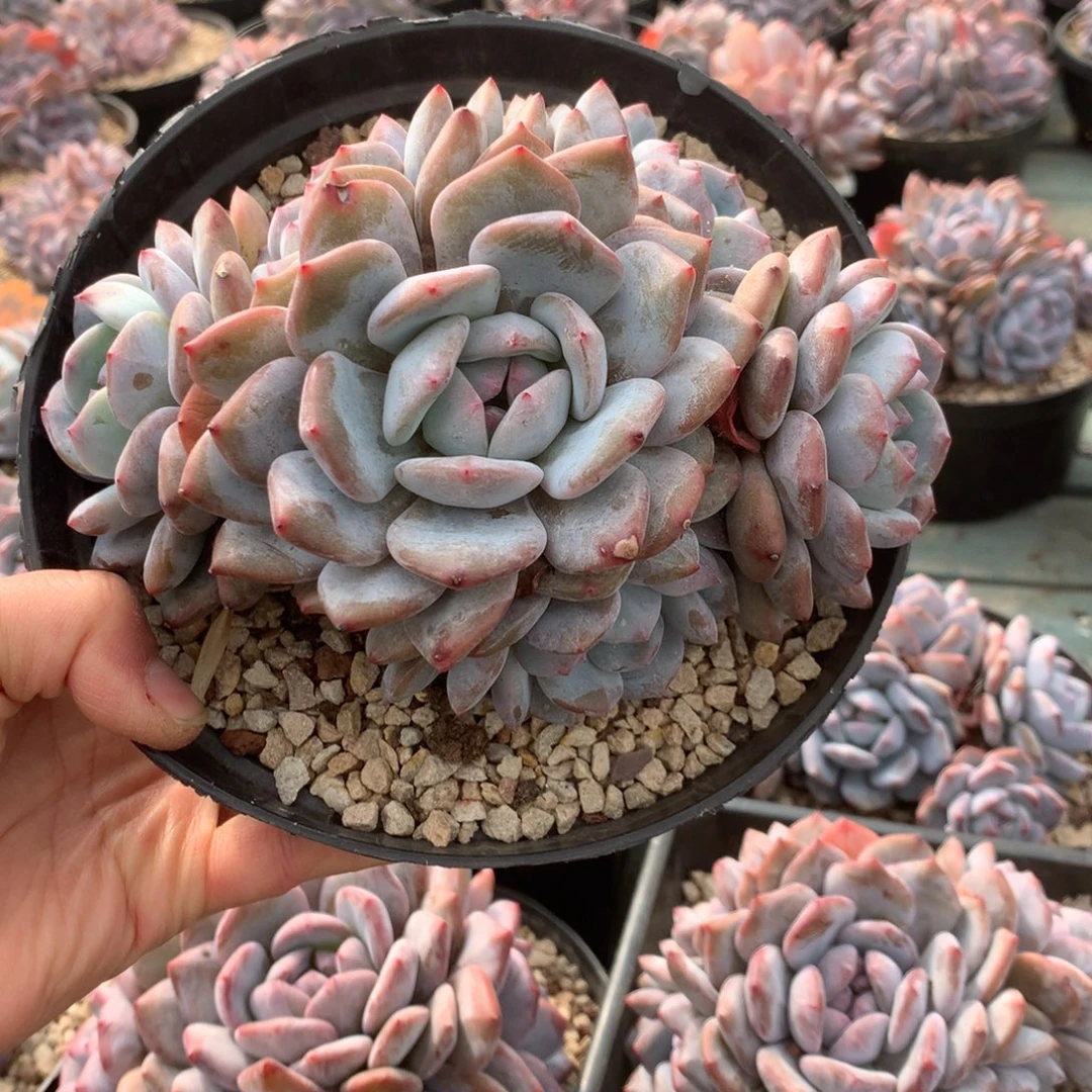 无花朵菠萝蜜花花花花花花花