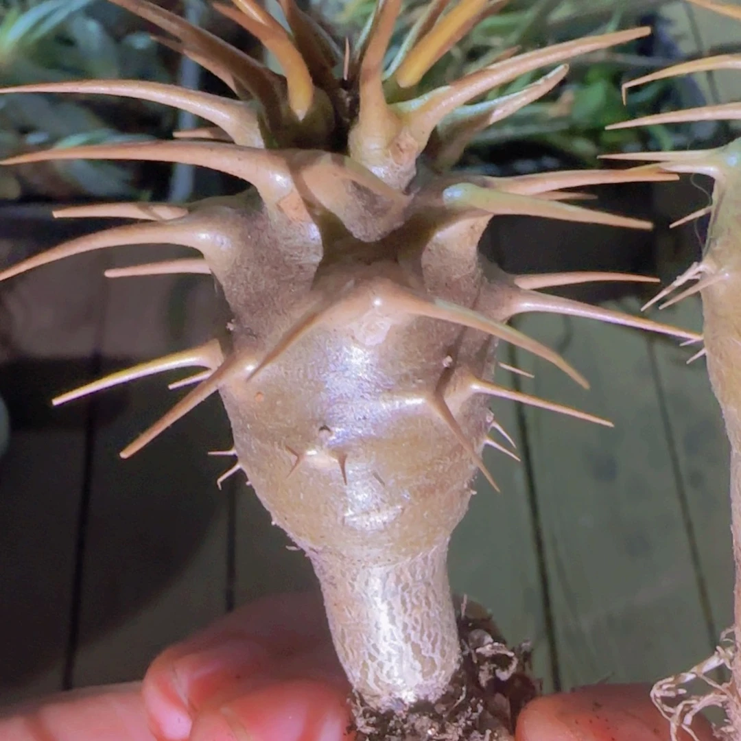 块根植物块根植物块根植物