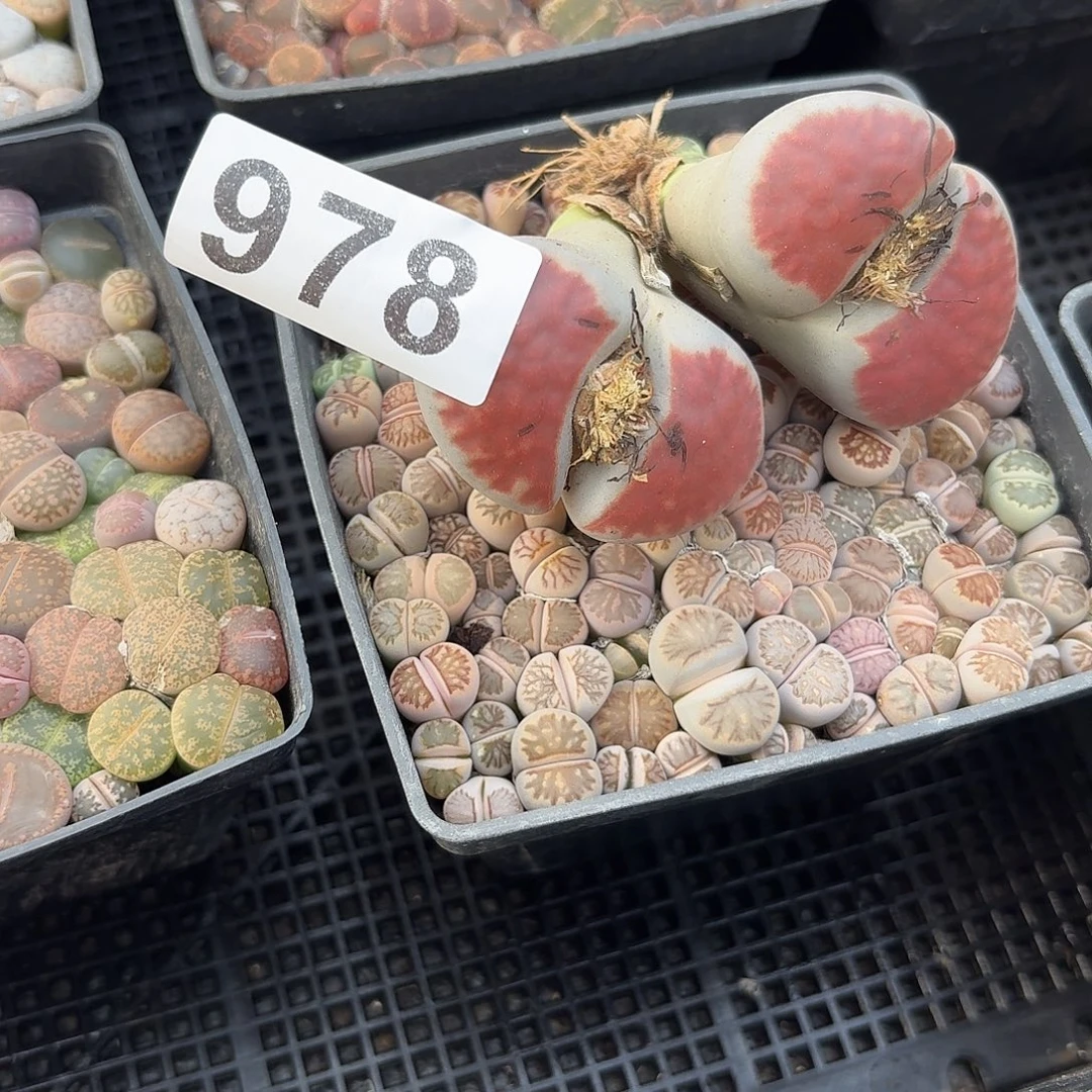 可***燚生石花一物一拍978