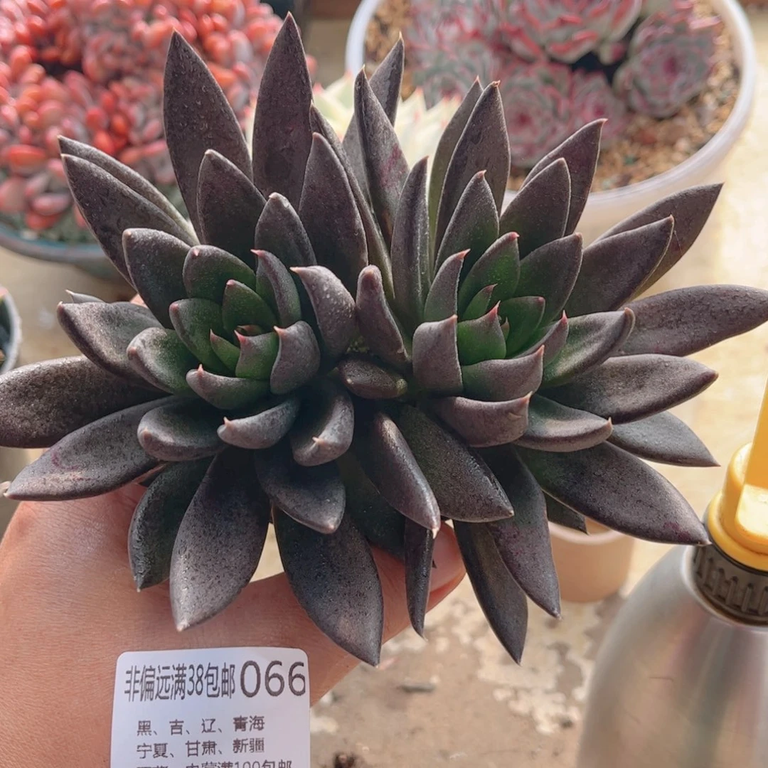 066黑骑士德华多肉