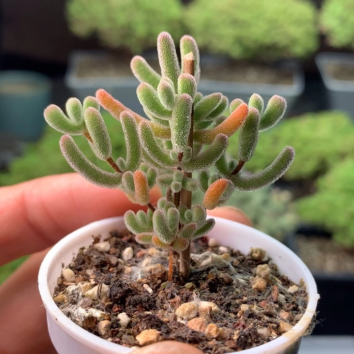 628实生小星星。