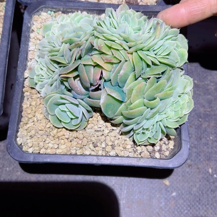 精品多肉植物老桩