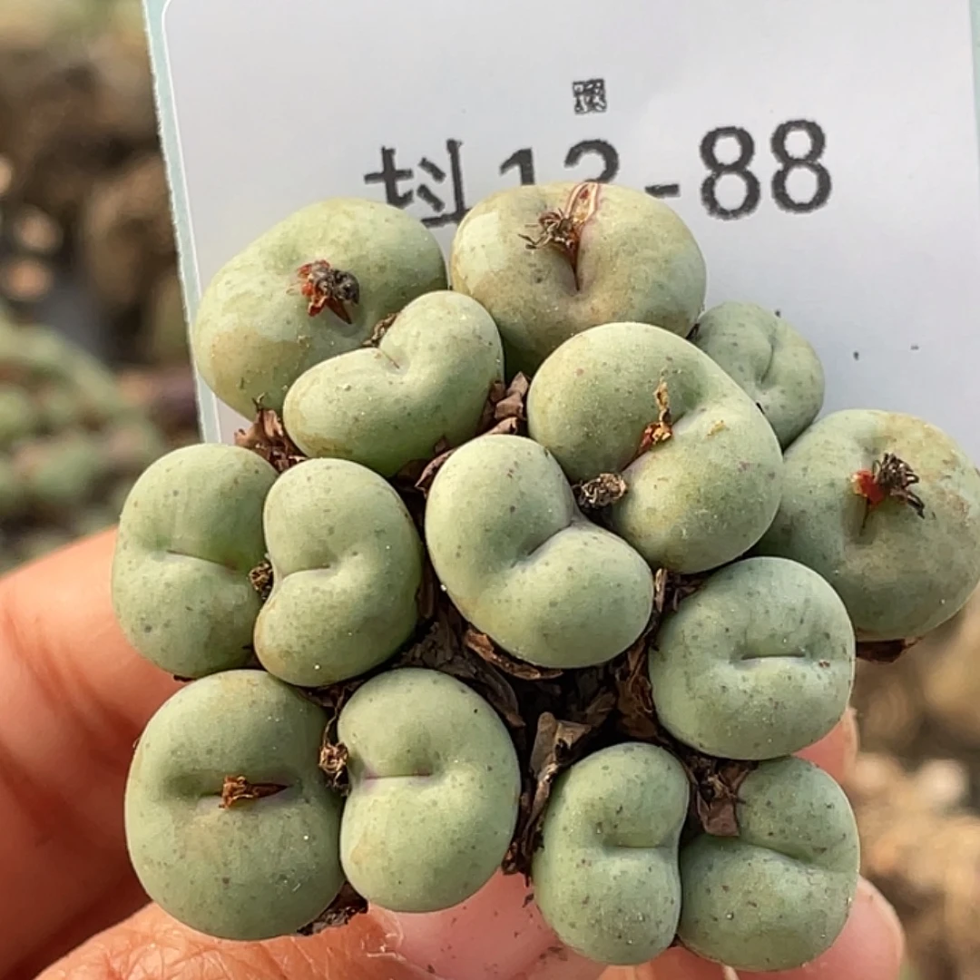 13-88嘴多肉植物肉锥