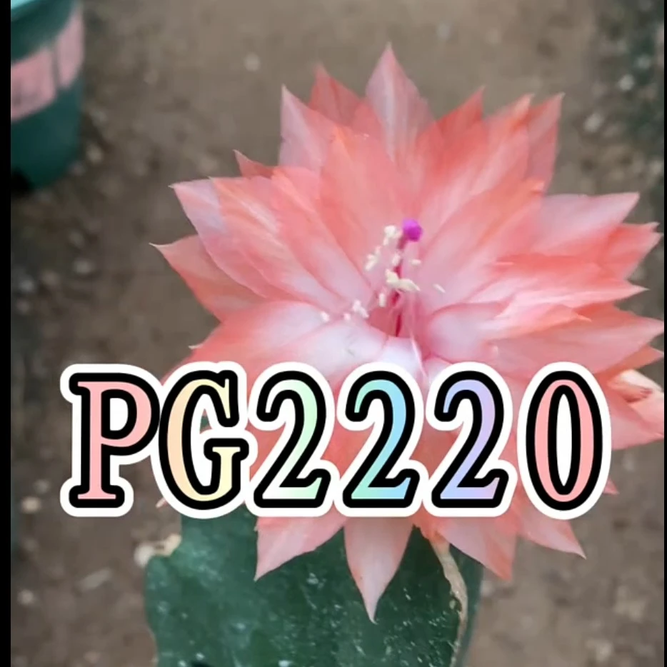 PG2220奥索重瓣蟹爪兰