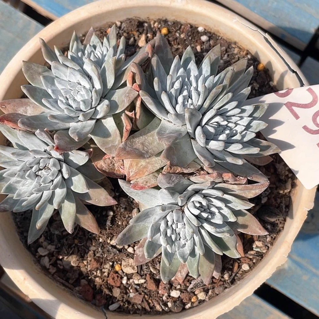 【闪购商品】白菊苹果叶