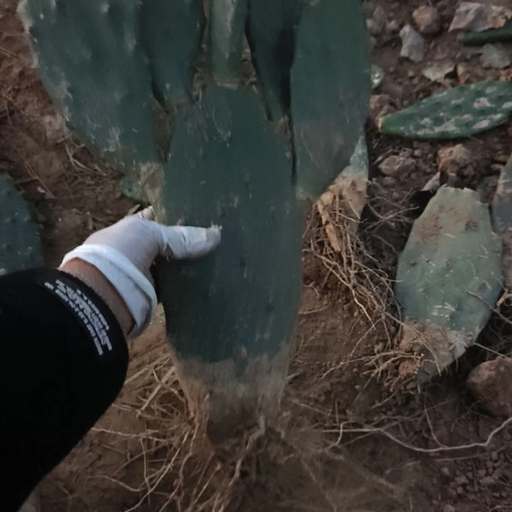 小***孬仙人掌5头30一颗脱土