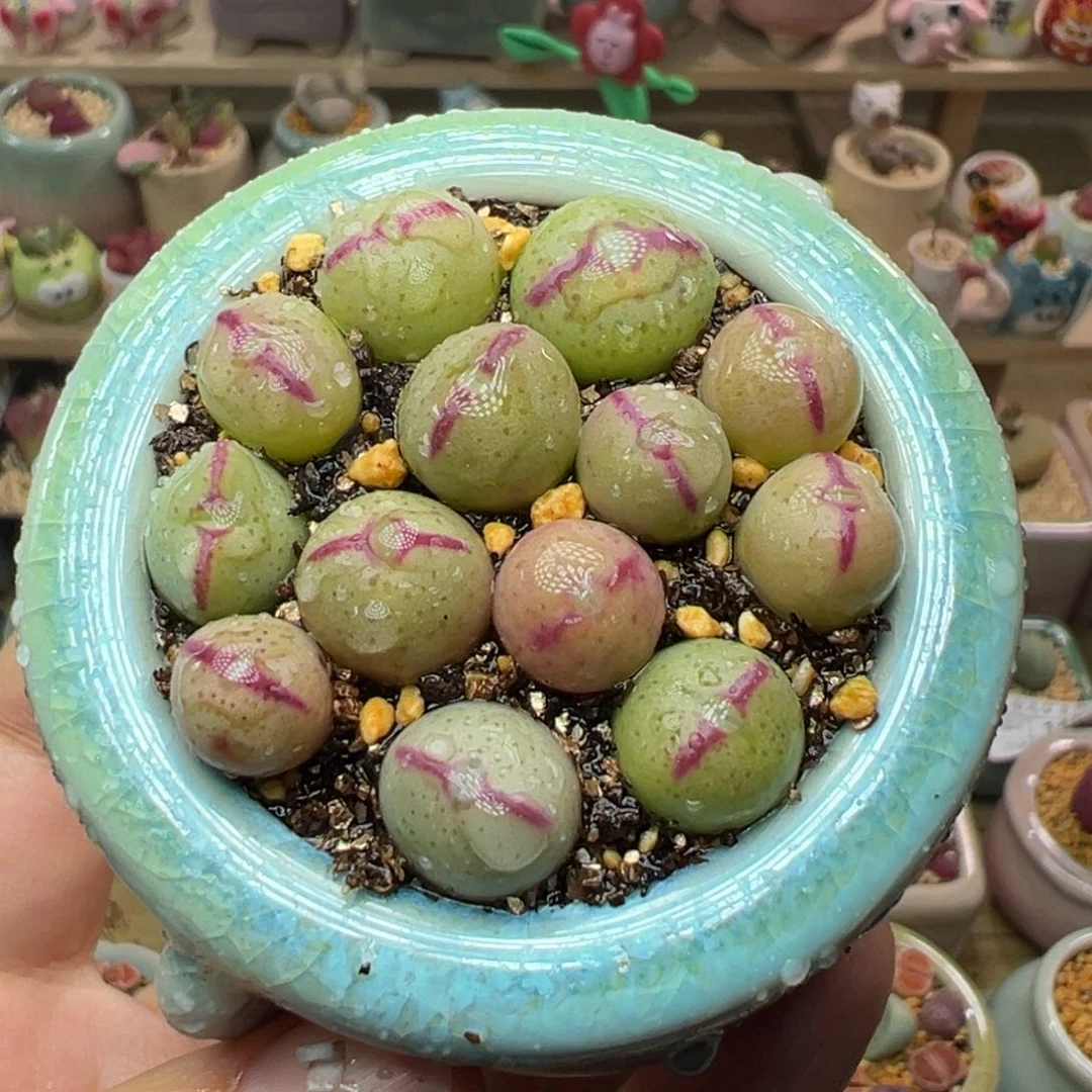 多肉植物153号少将