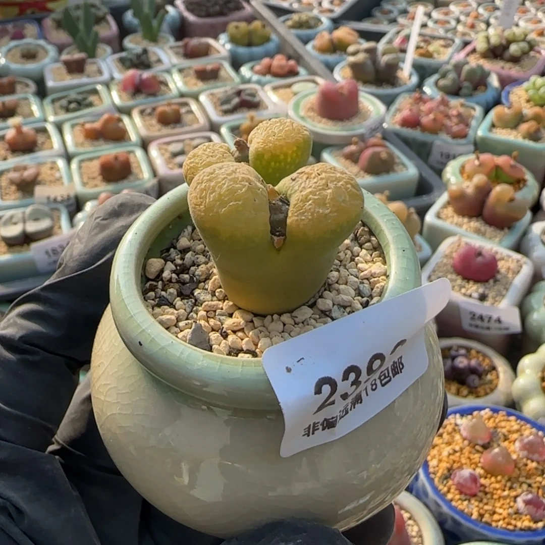 虾***…2392-一物一拍 带盆