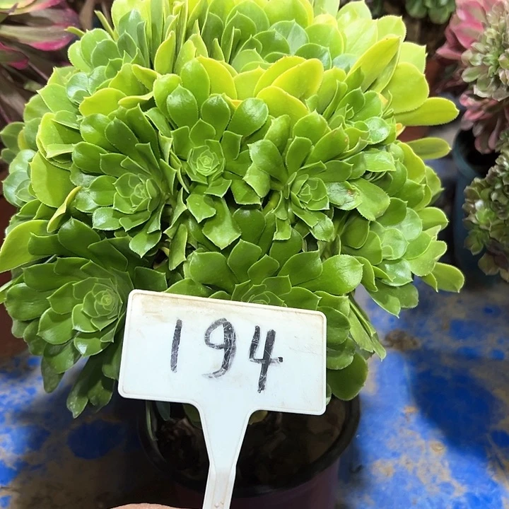 多肉植物绿羊绒法师