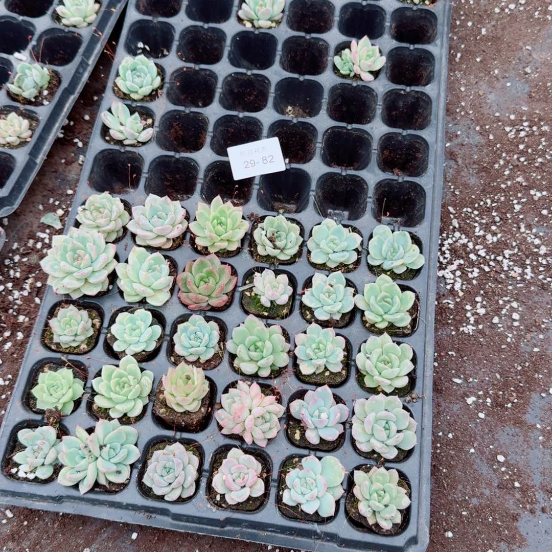 29-82多肉杂交珍妮三十颗量拍