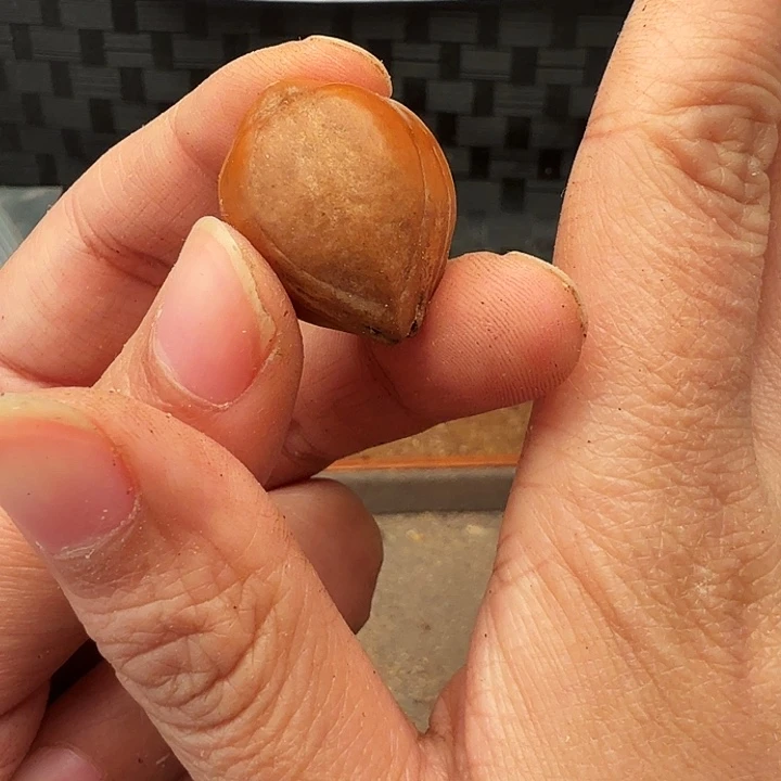 橄榄核手串/手链橄榄