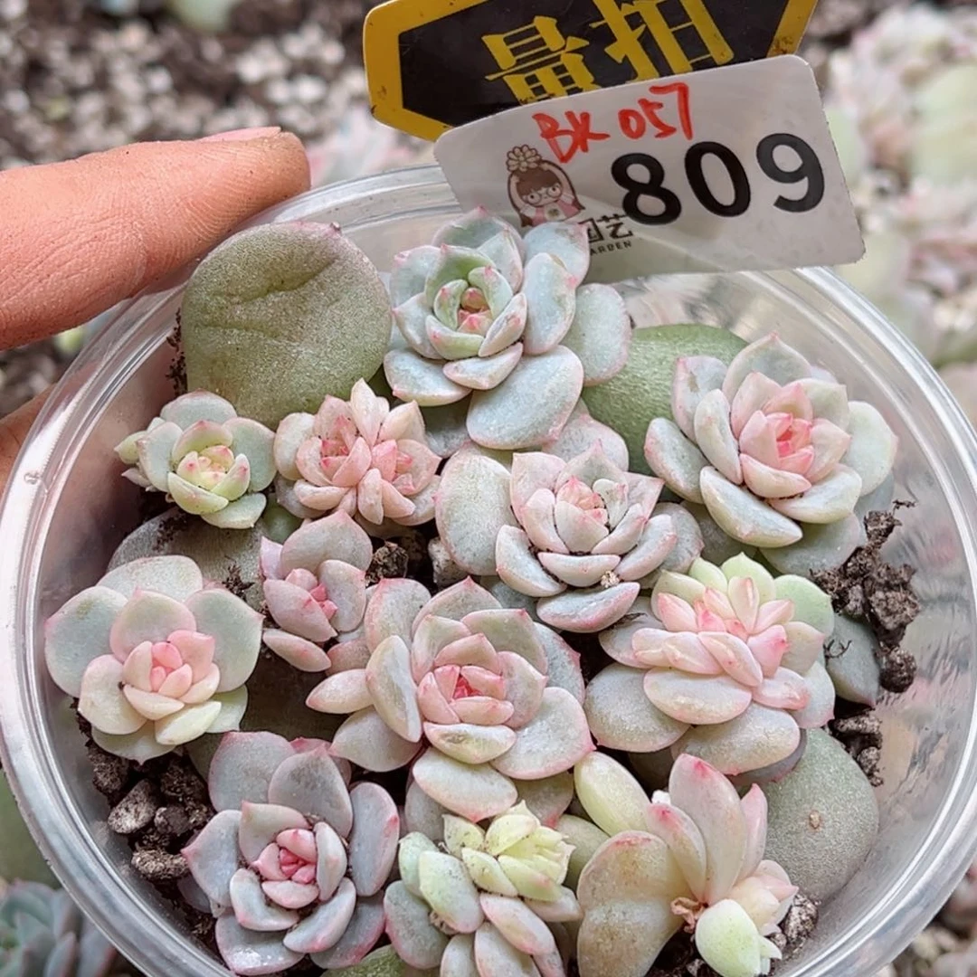 多肉植物多肉植物