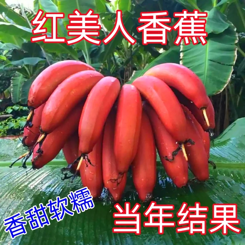 正宗红美人香蕉树苗耐寒抗冻四季种植红皮香蕉蓝皮香蕉苗当年结果
