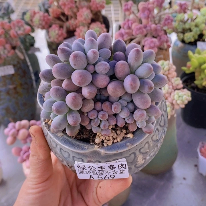 汤圆9cm569多肉植物