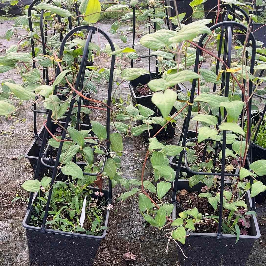 里昂3类晚花花墙系列（不带花和花苞福利补售后）