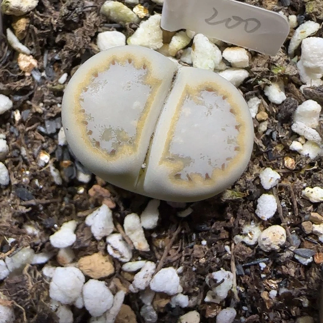 11.22。   216饼干。   2040