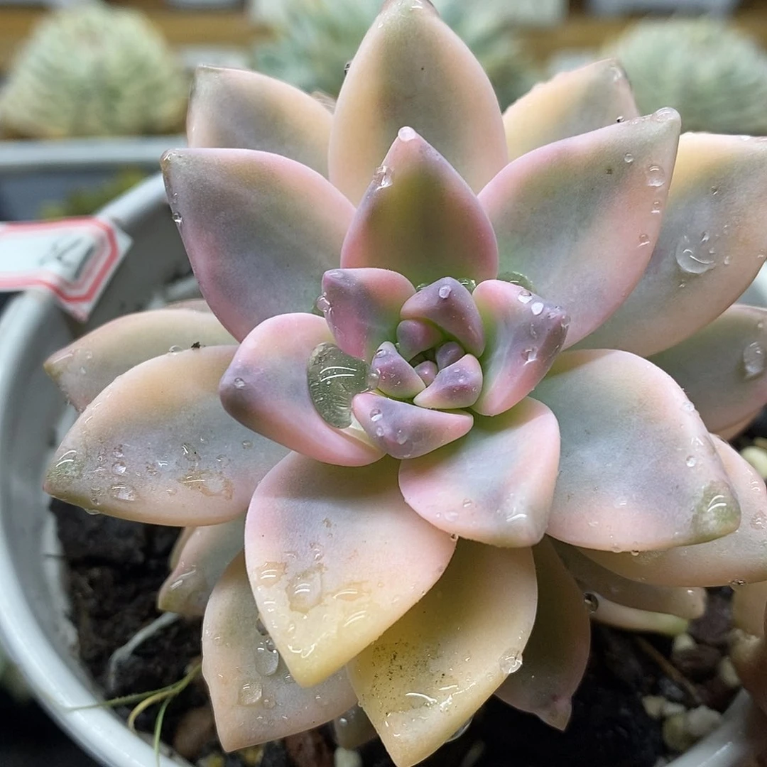 10173 淡雪锦多肉