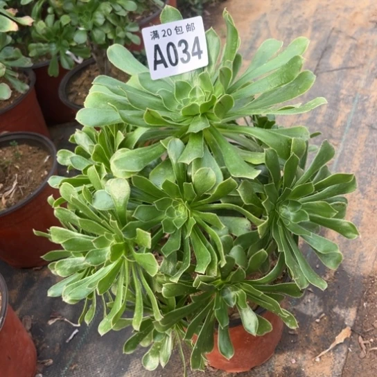 034原始绿不包断枝
