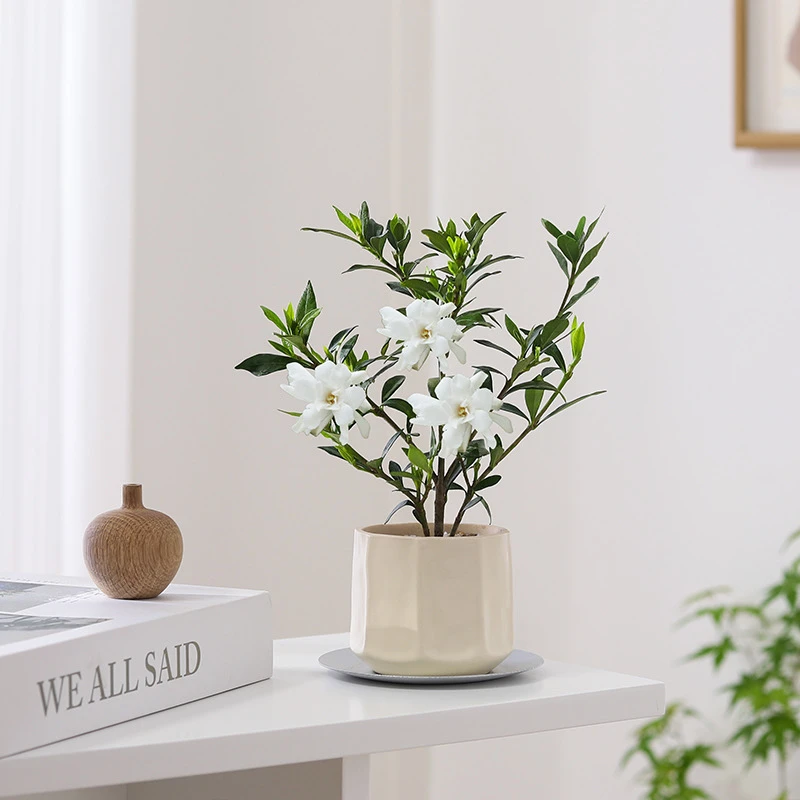 小叶栀子花盆栽开花浓香植物室内桌面茶几好养花卉绿植办公室盆景
