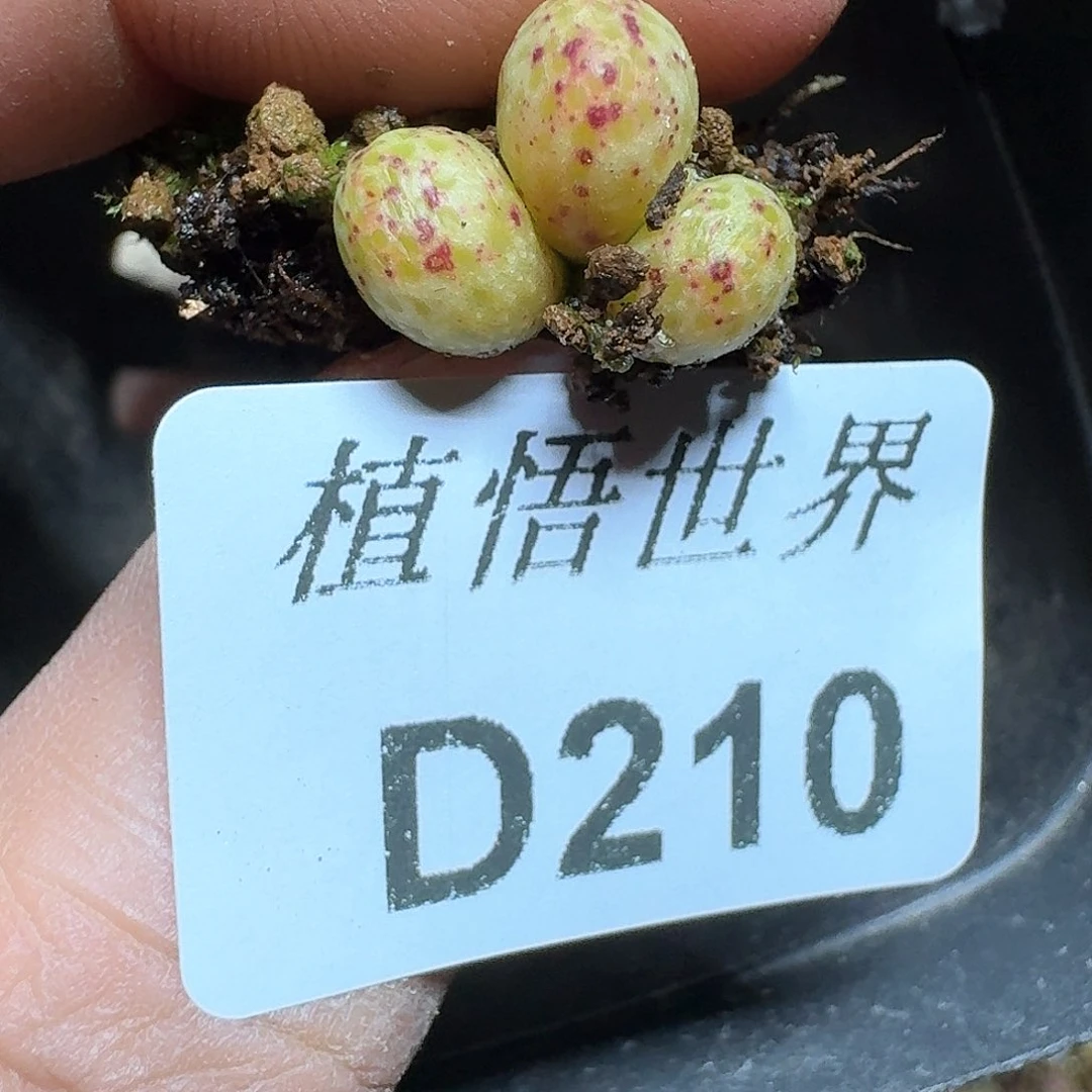210盒多肉植物哇cv