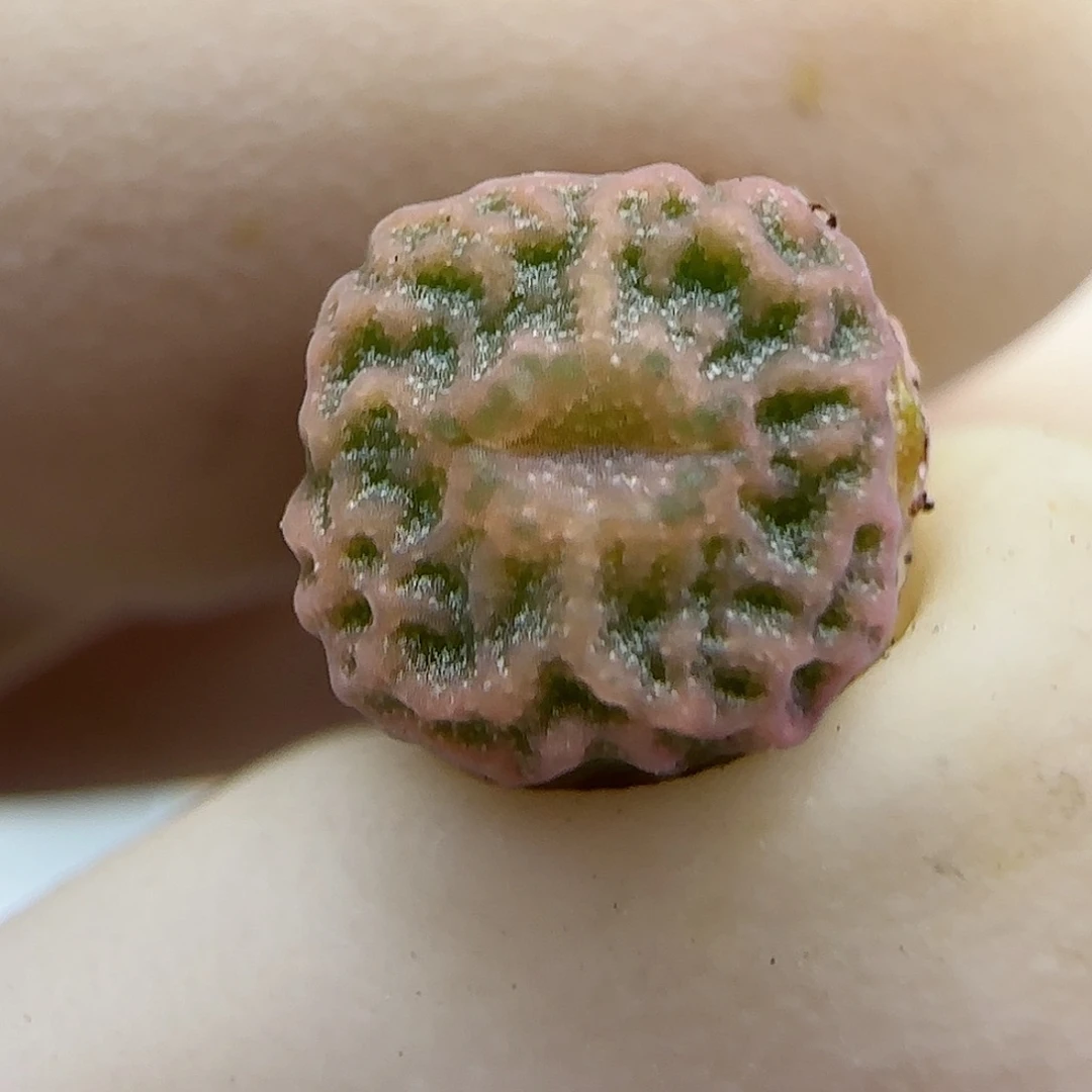 629超级烧麦优选