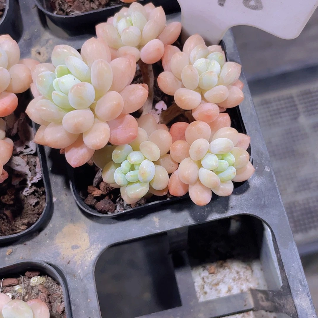 是****！达芙妮a078一物一拍