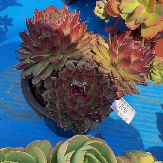 九**莉紫水晶12035多肉