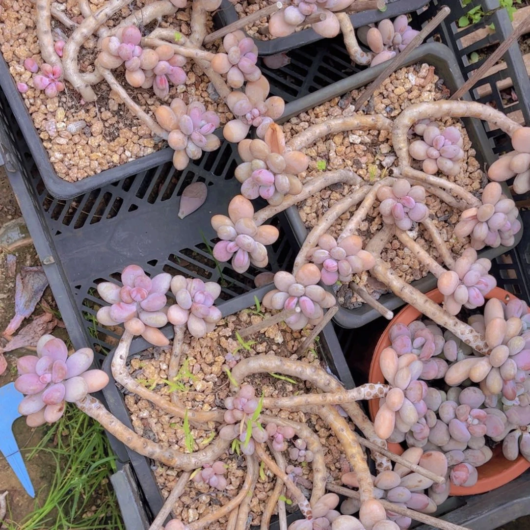 *****多肉植物保护研究所所长