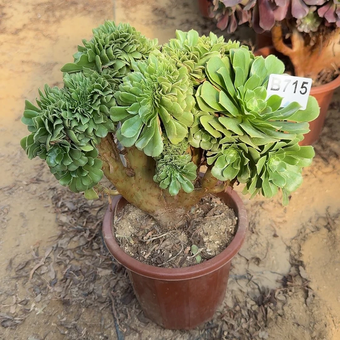 715绿缀一颗呀呀呀