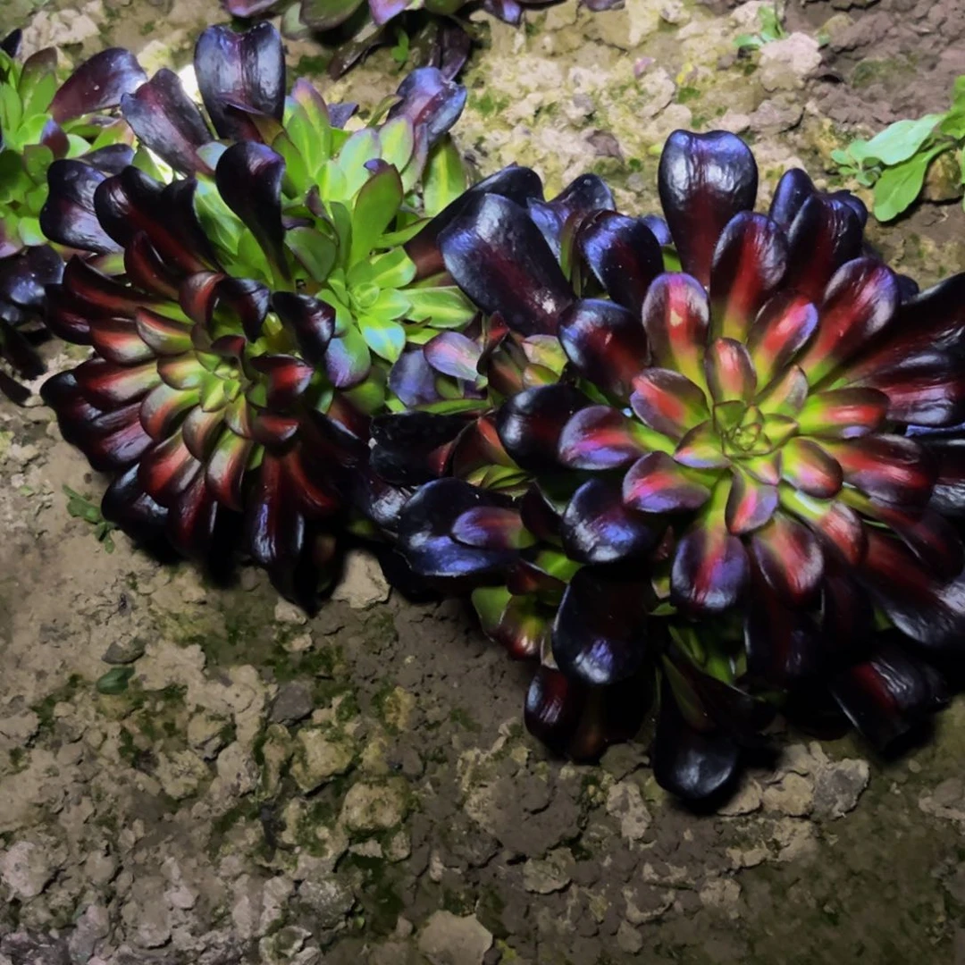 花纳多肉植物捧花的