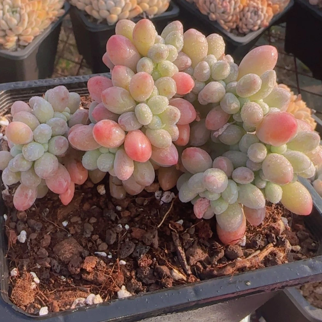 【闪购商品】汤圆缀化