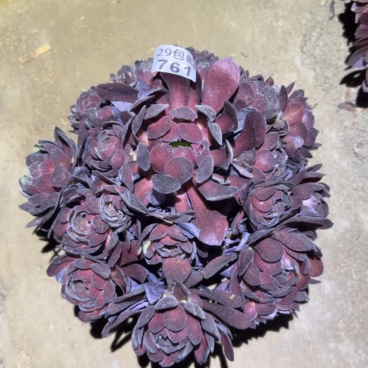 黑美人……不包断枝……