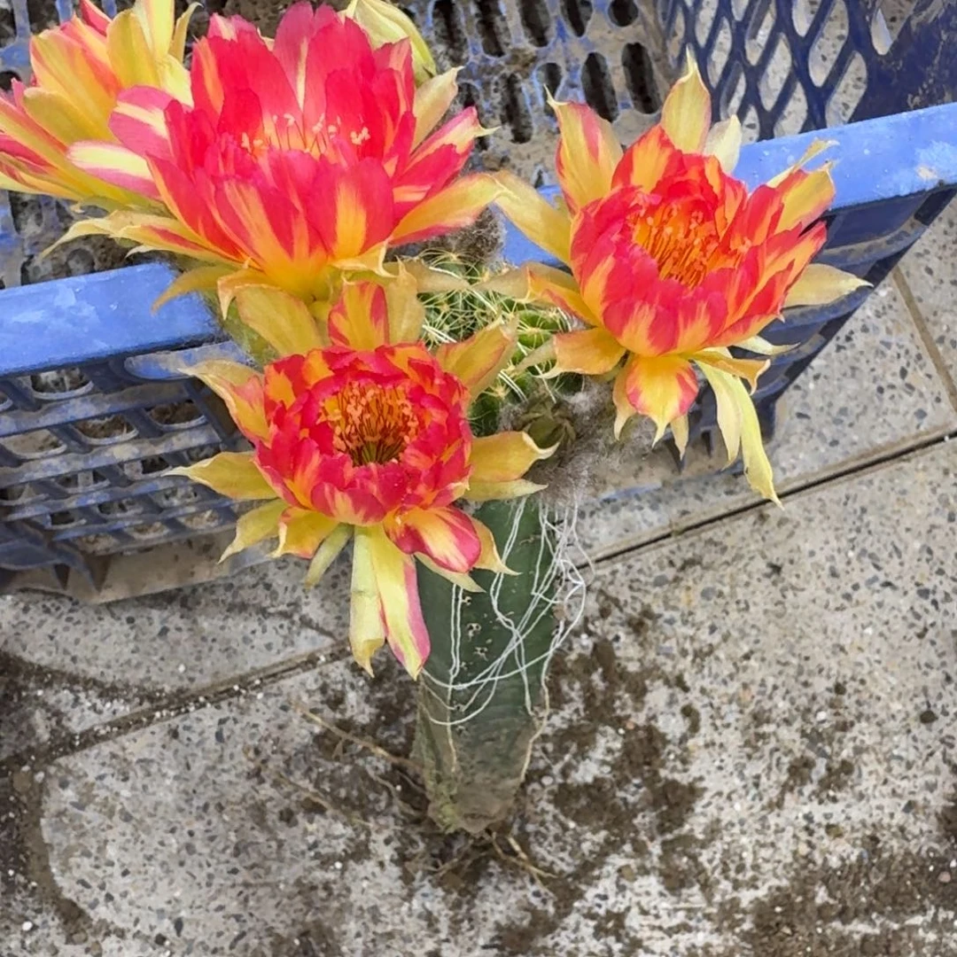 323嫁接新品丽花脱土掰花发货斑，20包邮