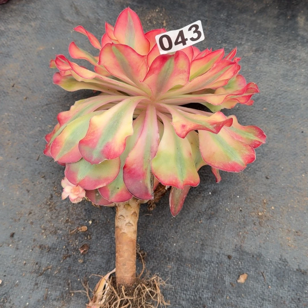 043多肉植物爱丽丝有砍特价