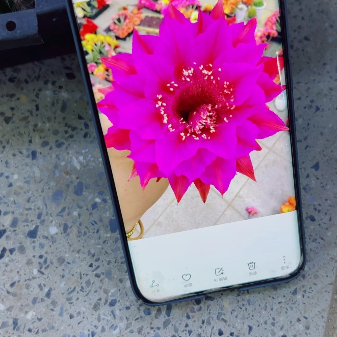 下84彩草紫霞歪无根侧芽4公分左右20包邮