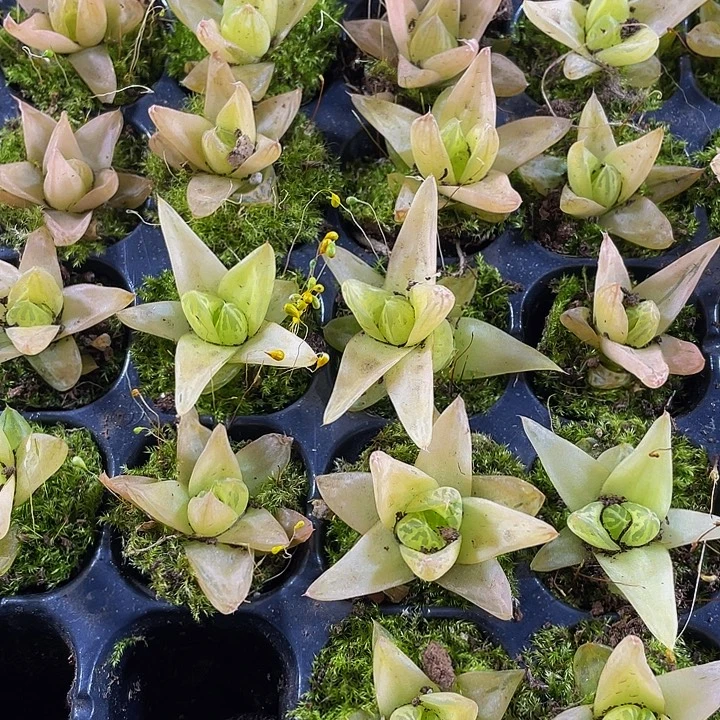 小黄金玉露1元带土发货