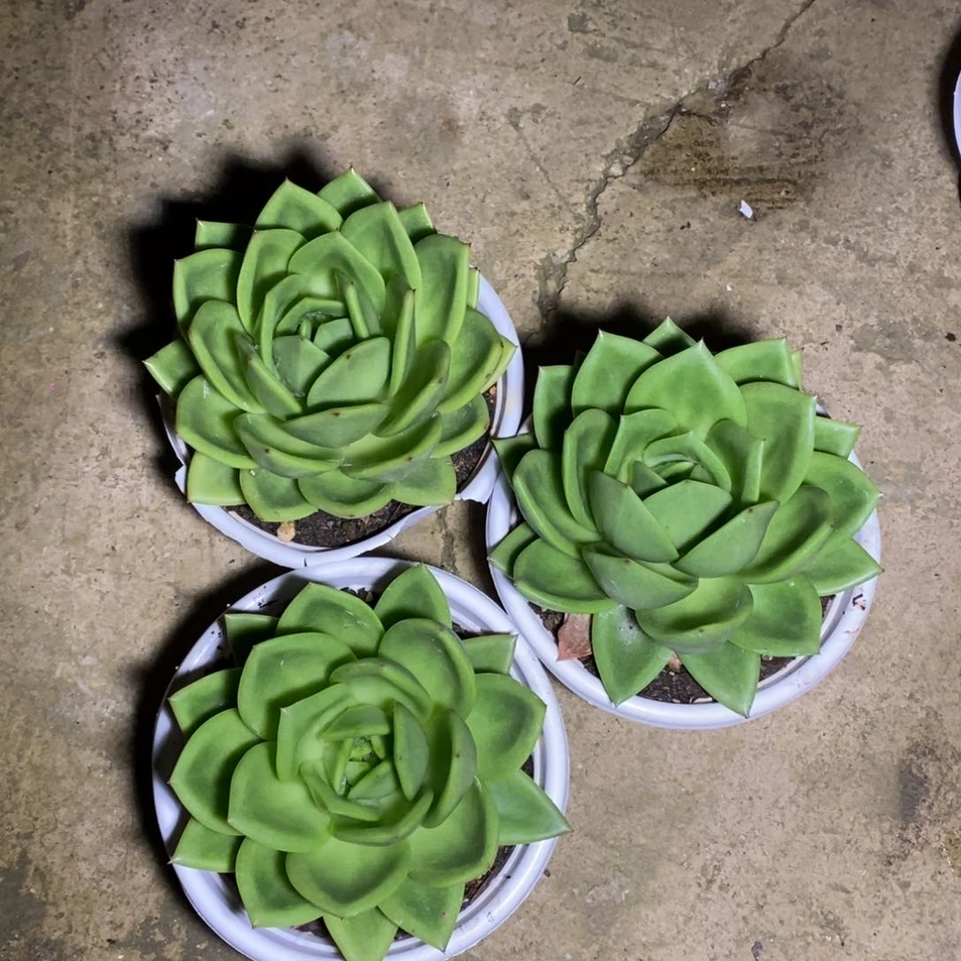念*翠花发货z25.6.4