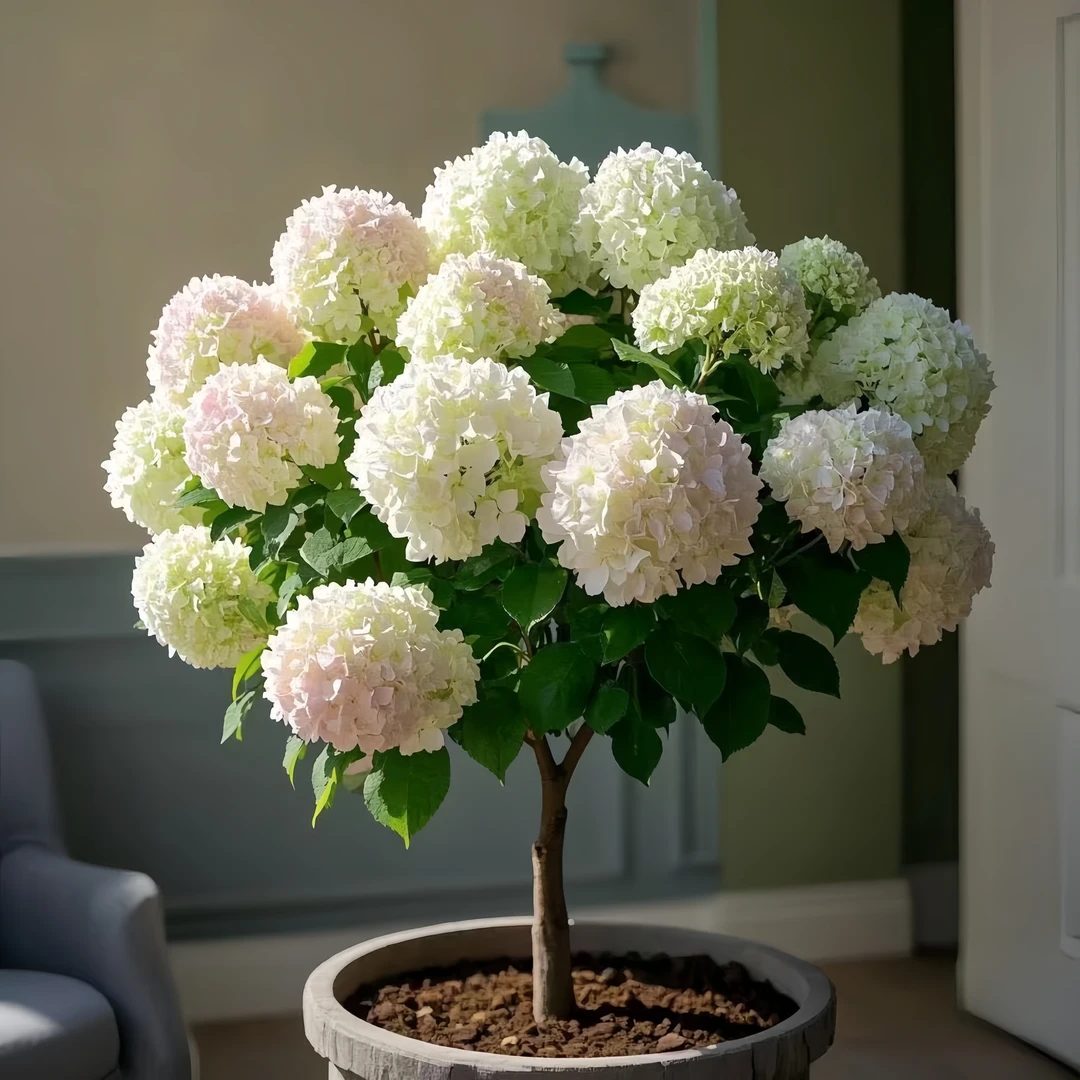 重瓣绣球花苗盆栽无尽夏大苗绿植四季开花卉植物大花室内外可种植