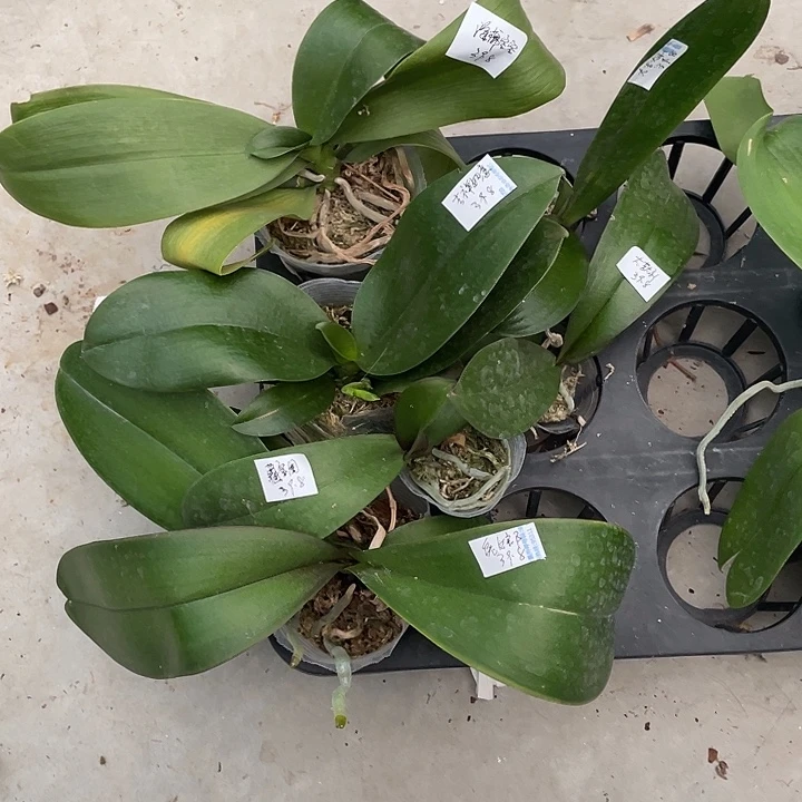 海***步完全开放不售后大吉大利2➕吉祥如意➕兔女郎➕藏宝图6